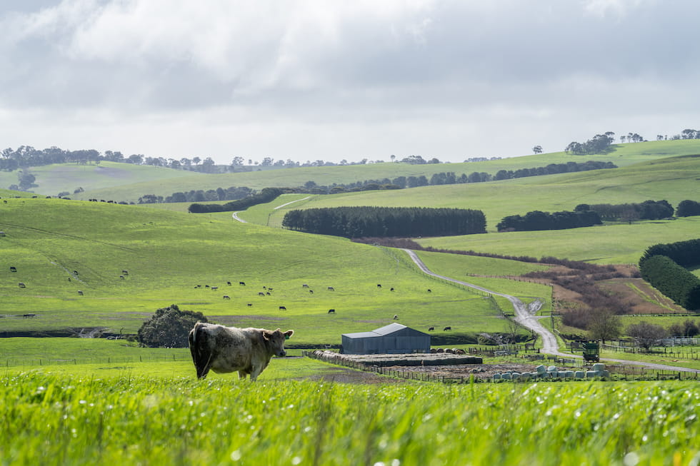 Livestock Management